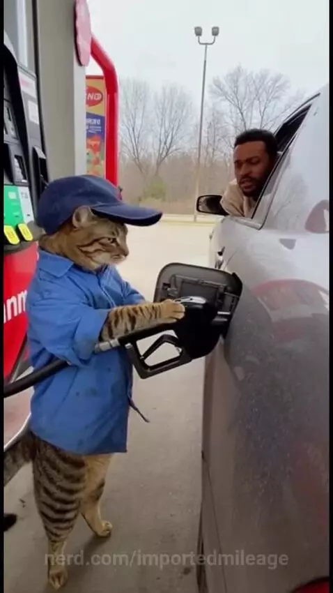 Poor kitty gets judged everywhere🤣🤣 by importedmileage