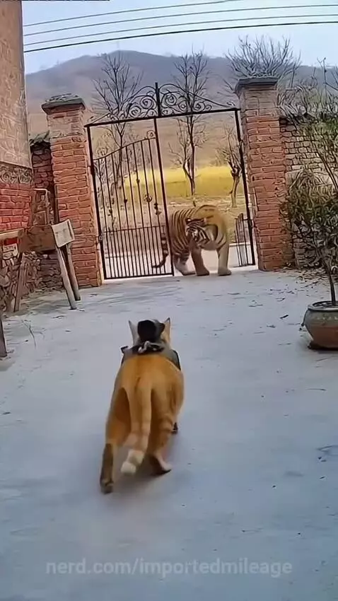 Video by importedmileage