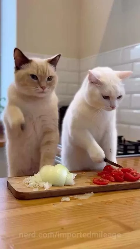 Cat was chopping and  started WORLD WAR 🐈 😂 by importedmileage