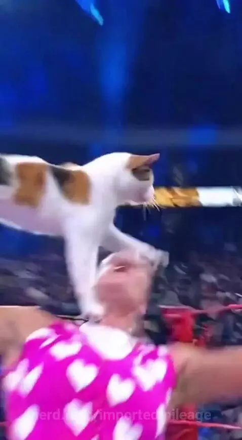The FIRST cat to win WWE by importedmileage
