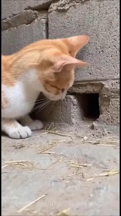 This is how you take down your enemies_ millisecond by importedmileage