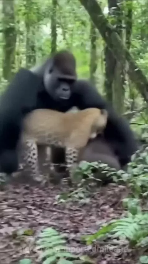 Video by importedmileage