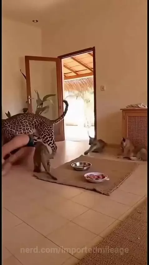 A Cheetah attacks a girl by importedmileage