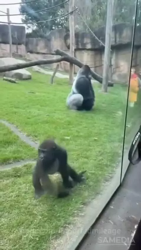 Gorilla attacks the glass with poo by importedmileage
