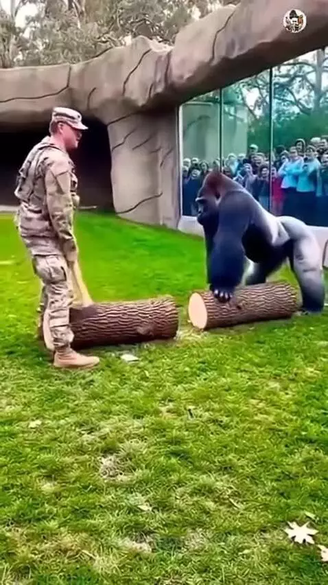 Marine soldier vs Gorilla by importedmileage