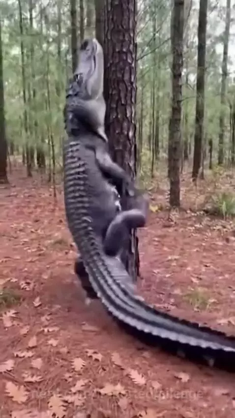 Wtf it can climb trees? by importedmileage