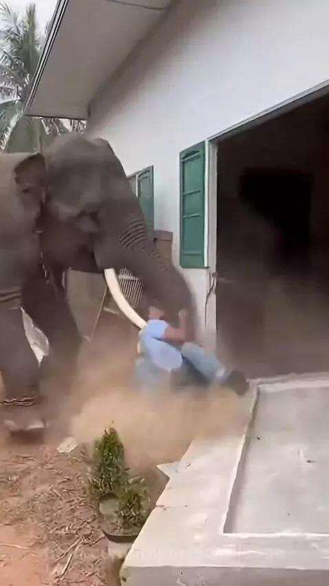 This elephant 🐘 😳 by importedmileage