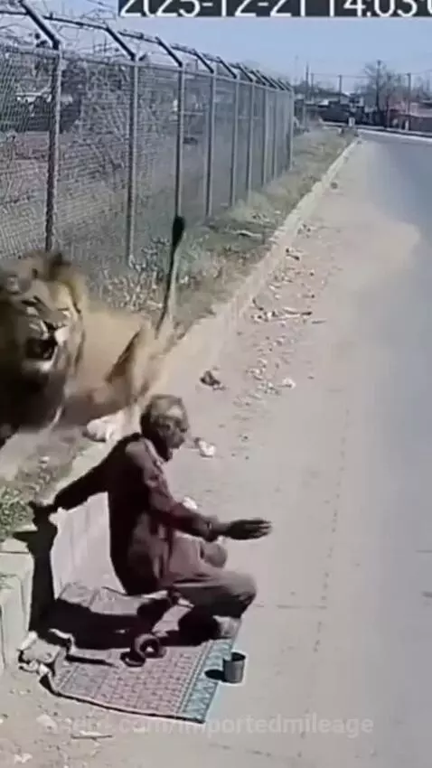Lion didn't  have mercy for poor old man by importedmileage