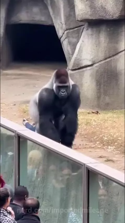 Gorilla attacks a lady by importedmileage