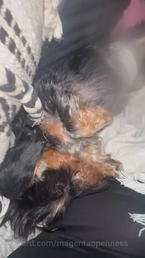 My new dog broox by magentaopenness