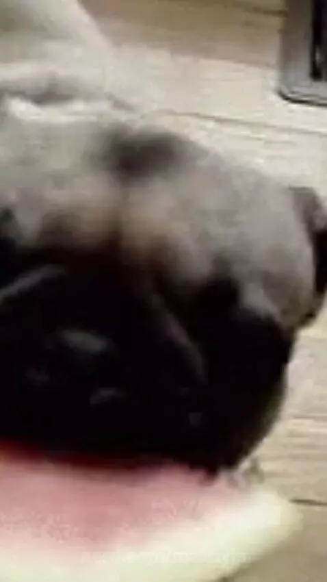 Watermelon Pug by makayla