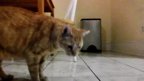 my cat Milo by tomato