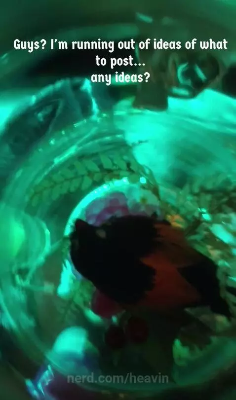 I will post what the first comment says :3 by heavin