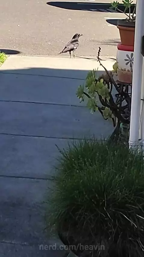 Crows!!! :3 by heavin