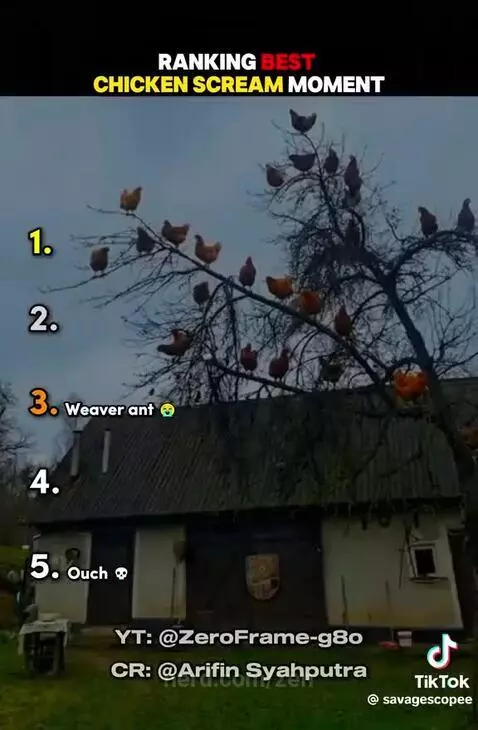 Video by zen
