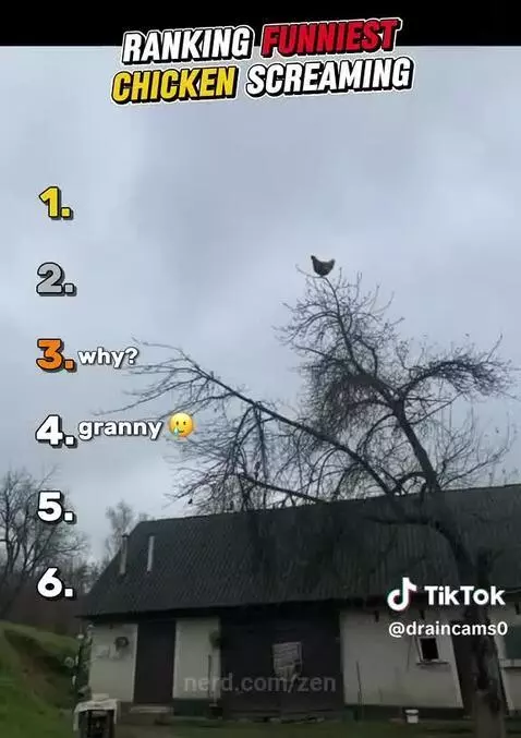 Video by zen