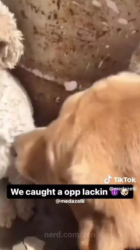 Video by zen