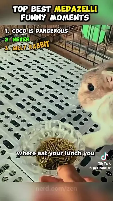 Video by zen