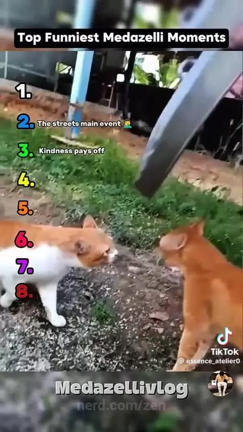 Video by zen