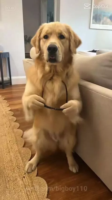 HEYYYYYYY MACARONI by bigboy110