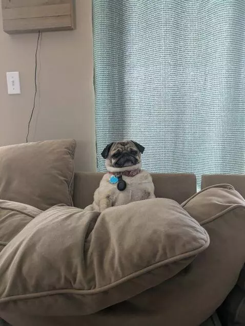 Pug hunter by pugboinumber1