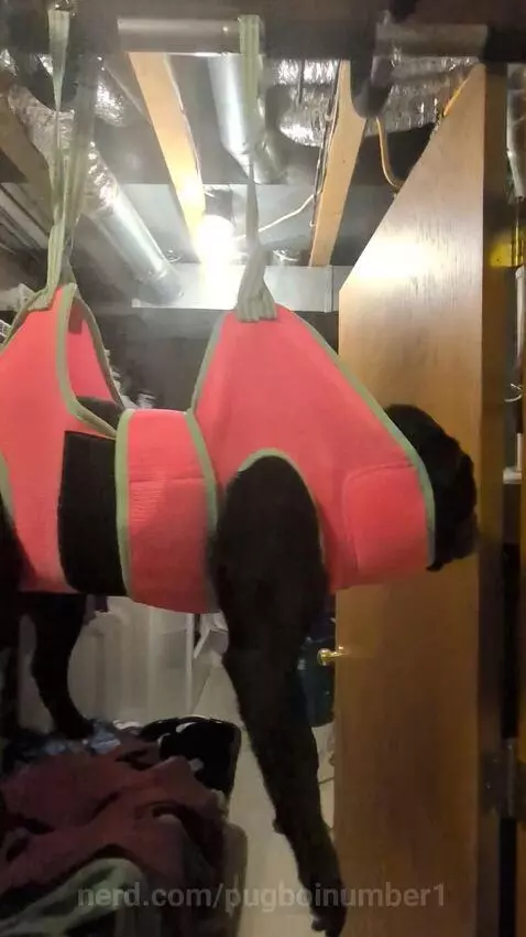 Hanging pug by pugboinumber1