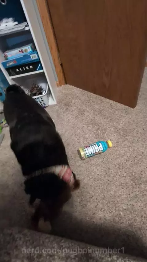 Shake toy by pugboinumber1