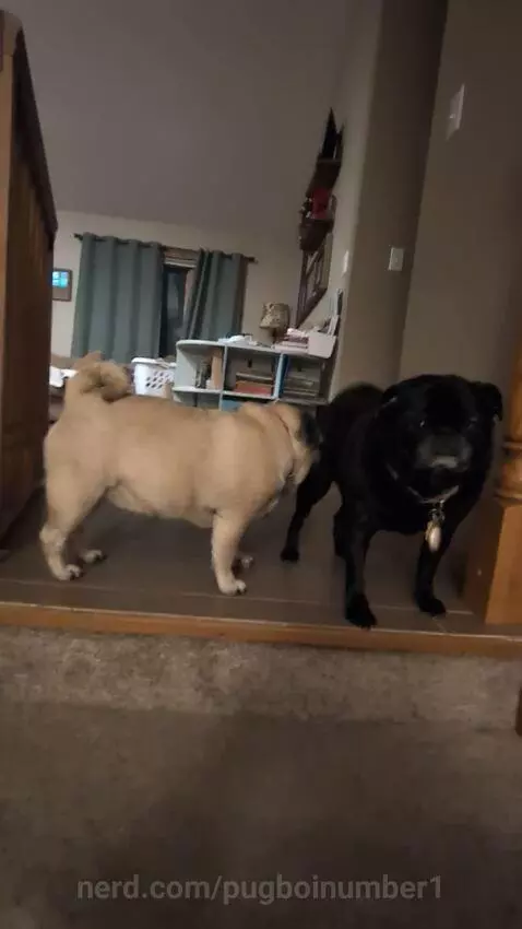 Pug lick pug by pugboinumber1