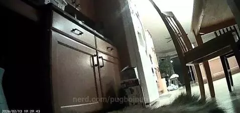 Pug cam by pugboinumber1