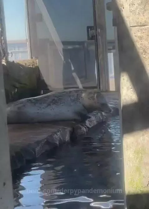 Silly seal by derpypandemonium