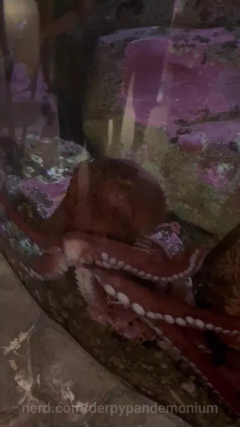 Octopus by derpypandemonium