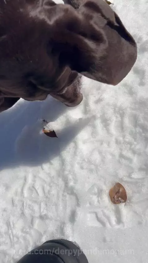 This dog bro by derpypandemonium