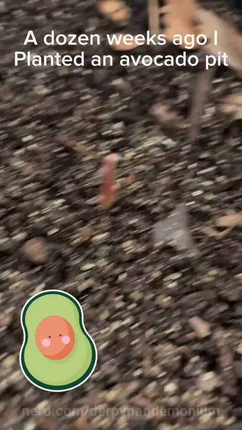 Video by derpypandemonium