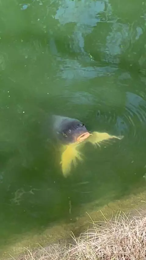 Video by derpypandemonium