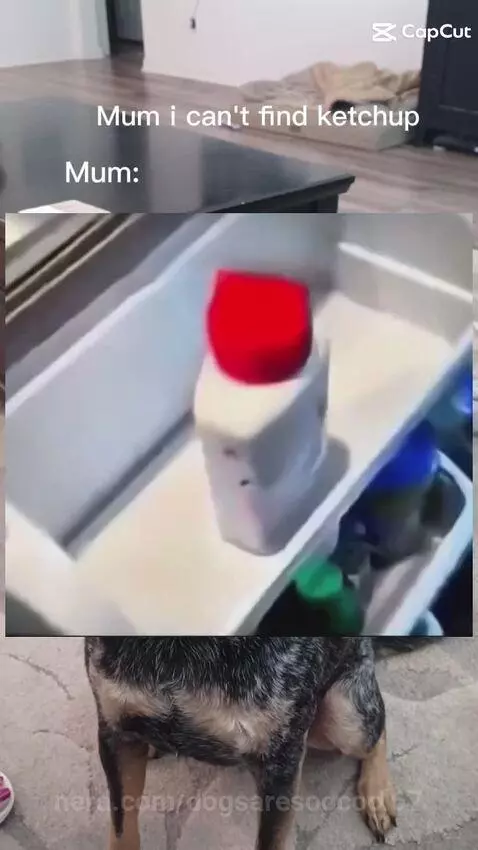 Video by dogsaresoocool67