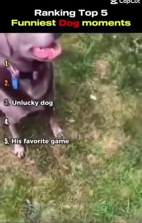 Video by dogsaresoocool67