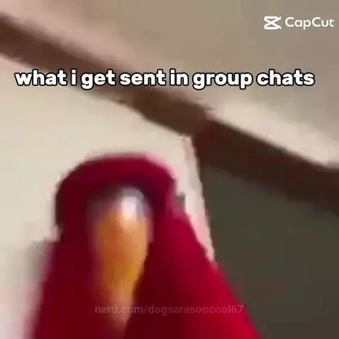 Video by dogsaresoocool67