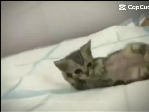 Video by dogsaresoocool67