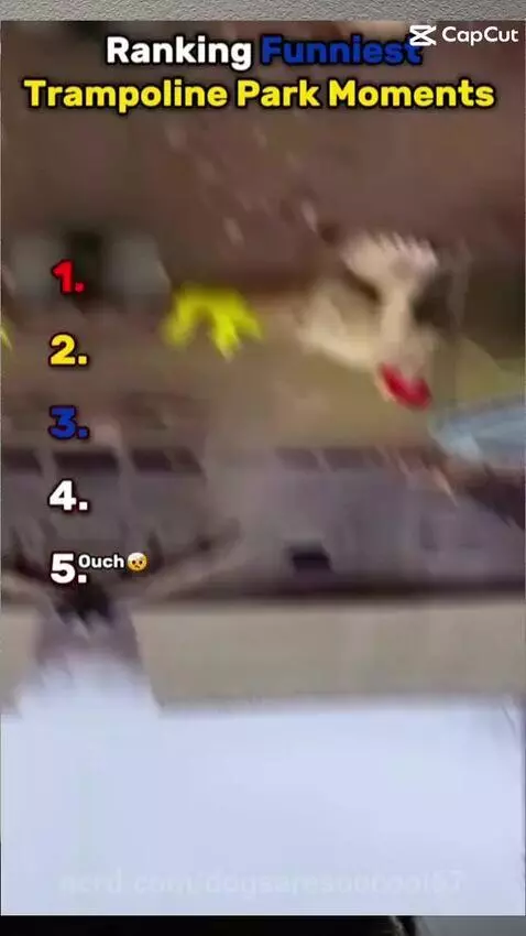 Video by dogsaresoocool67