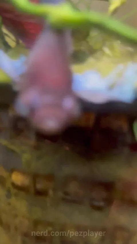 Little fishy thanks for 721 views 😀😀😀 by pezplayer