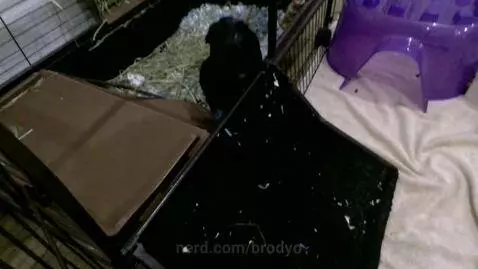 IS THIS CUTE by brodyo