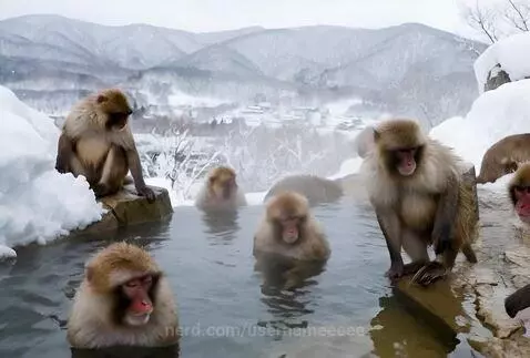 MONKEYS by usernameeeee