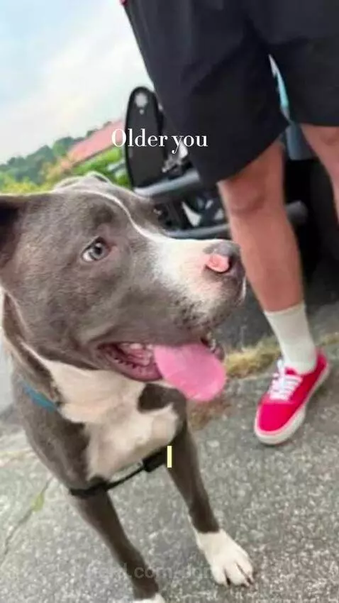 Gotten a lot older(it kinda looks like a different dog, but ... by dominic