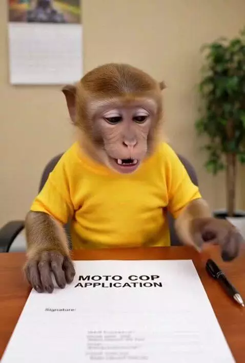 monkey signs up to be a moto cop by jadenai