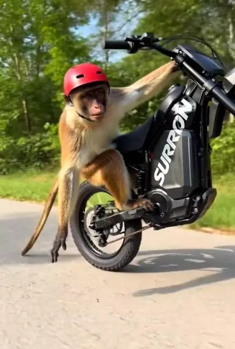 monkey does a handrag on surron by jadenai