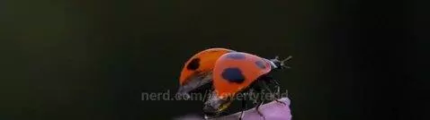 do u like bugs by j2overlyfedd