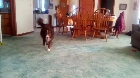 The border collie named Ollie by bordercollie