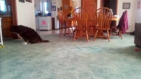 Ollie doing Ollie things by bordercollie