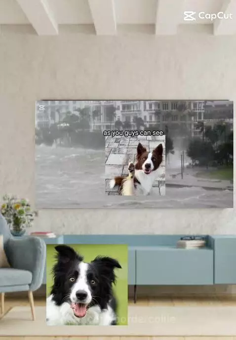 Video by bordercollie