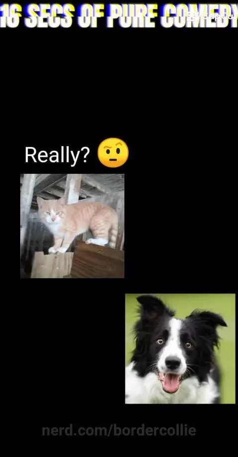 Funny by bordercollie